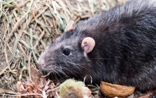 Ratten im Vogelhaus: Vogelhaus vor Ratten sichern und loswerden