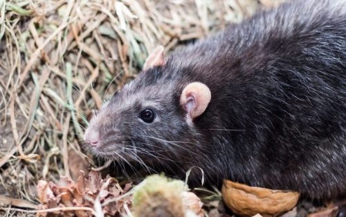 Ratten im Vogelhaus: Vogelhaus vor Ratten sichern und loswerden