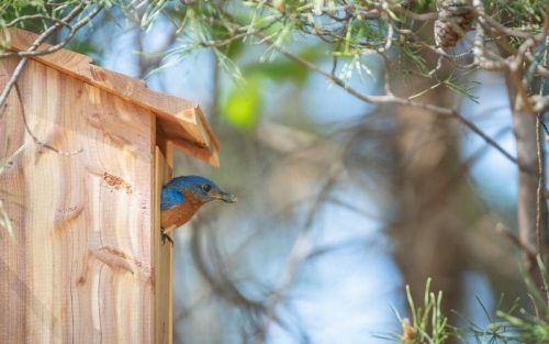 Vogelhaus reinigen: Wie und wann du dein Vogelhaus reinigen solltest