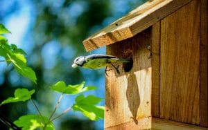 Vogelhaus vor Katzen schützen Sicheres Zuhause für Vögel