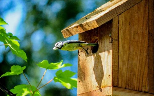Vogelhaus desinfizieren – so reinigt man ein Vogelhaus richtig