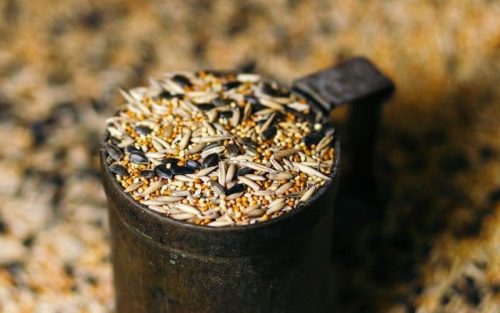 Vogelfutter in Tassen – 2 DIY-Projekte zum nachmachen!