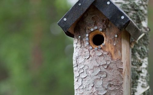 Vogelhaus abdichten – 6 Schritt Anleitung