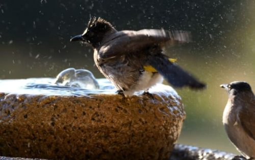 Vogeltränke Test: Die 10 besten Vogeltränke