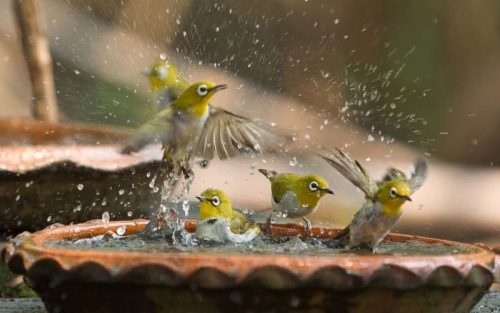 Vogeltränke im Garten – Worauf solltest du achten?