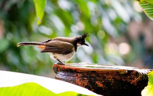 Vogeltränke säubern – Tipps & Trick zum korrekten Säubern einer Vogeltränke