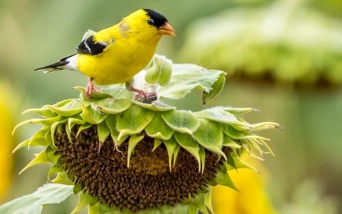 Sonnenblumenkerne als Vogelfutter: Das solltest Du beachten