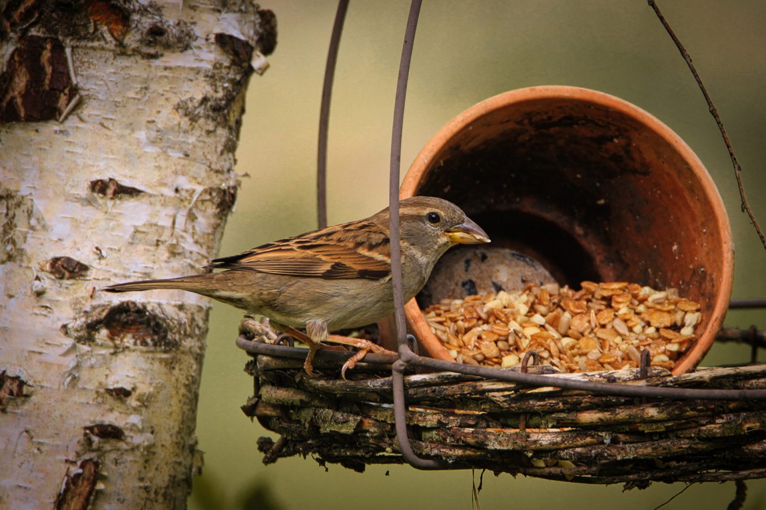 Vogelfutter Blumentopf 2 Rezepte zum selbst machen