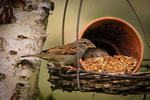 Vogelfutter Blumentopf – Mit 2 Rezepten zum selbst machen!