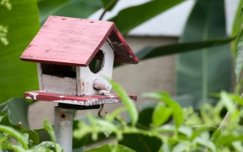 Vogelhaus Test: Die 7 besten Vogelhäuser