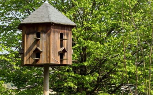 XXL Vogelhaus Test: Die besten XXL Vogelhäuser