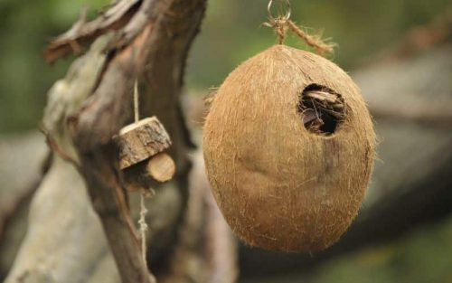Kokosnuss Vogelhaus Test: Die 5 besten Kokosnuss Vogelhäuser