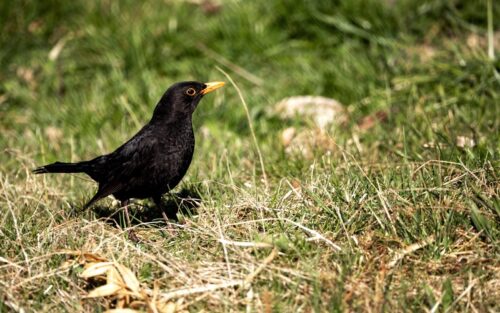 Vogelfutter für Amseln –