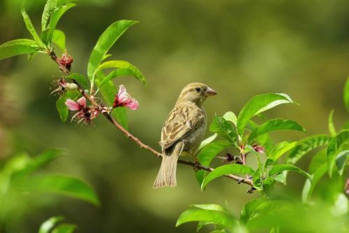 Vogelfutter für Spatzen – So werden sie richtig gefüttert