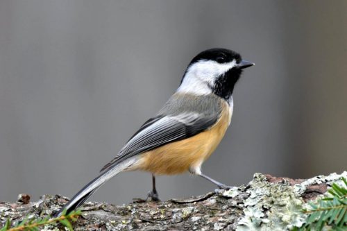 Vogelfutter für Meisen – So füttert man Meisen richtig
