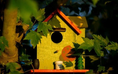 Wildlife Garden Vogelhaus Test: Die 6 besten Wildlife Garden Vogelhäuser